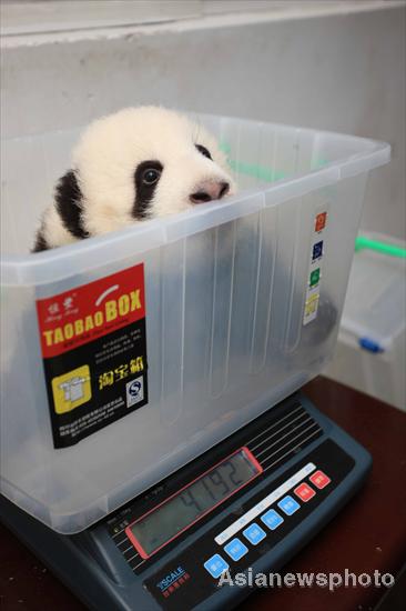 Pandas get health checkup in SW China