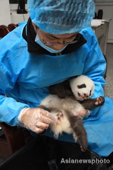 Pandas get health checkup in SW China