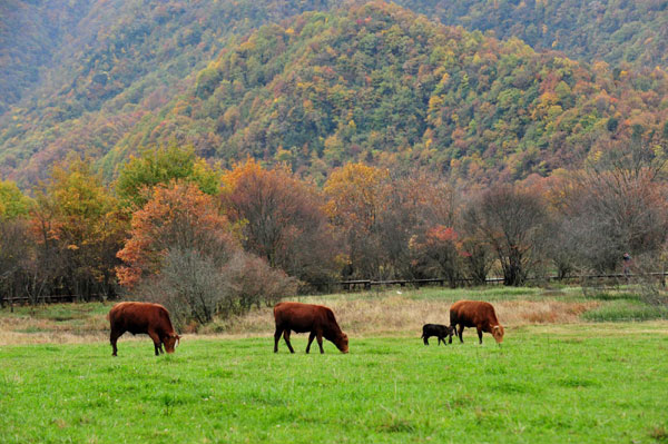 Autumn photos: Wetland view