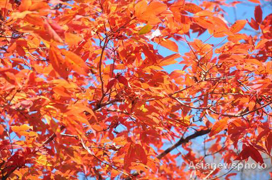 Autumn photos: Color of red