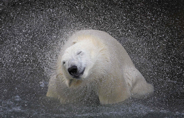 Polar bears at St-Felicien Wildlife Zoo