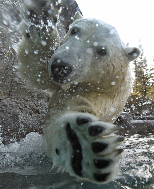 Polar bears at St-Felicien Wildlife Zoo