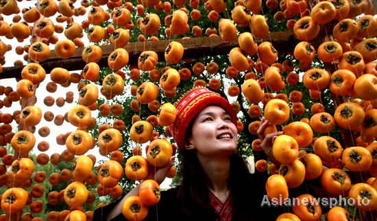 Harvest time for persimmons, South China