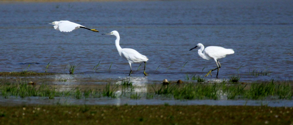 Migratory birds enjoy winter life in E China