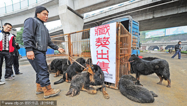 Street sale of dozens of Tibetan mastiffs