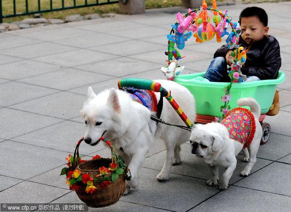 Pet dogs give cart rides at park