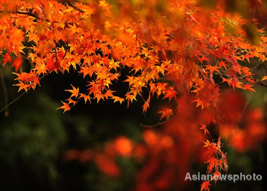 E China bursts with fall colors