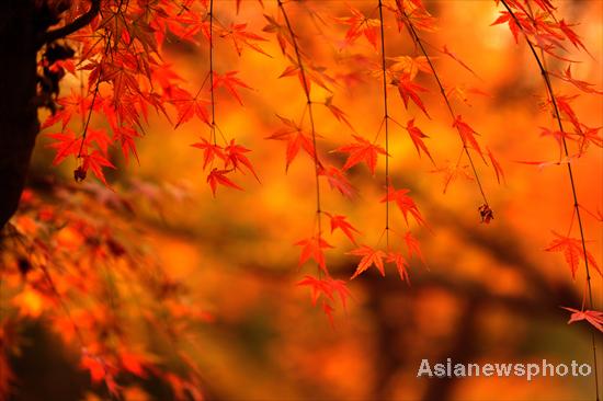 E China bursts with fall colors