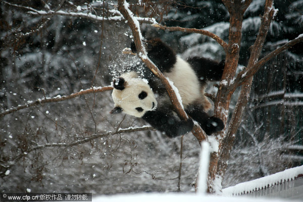 Kungfu panda in snow