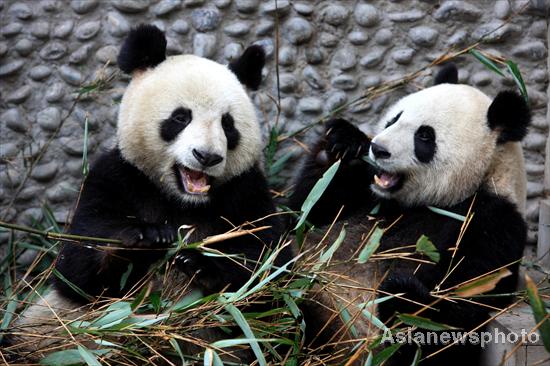 China to fly 2 pandas to France for research