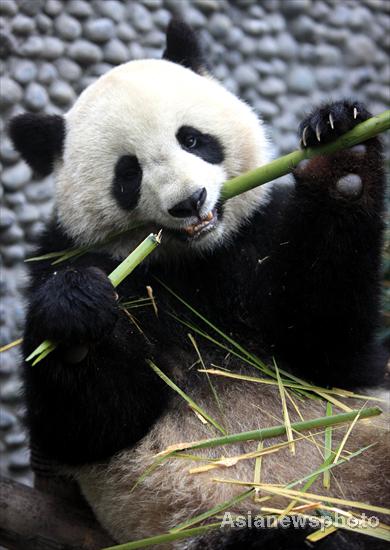 China to fly 2 pandas to France for research