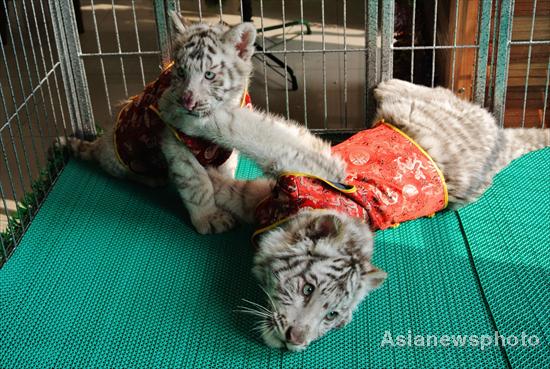 Dressed in New Year coats