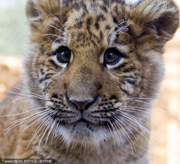 Rare baby liger in E China