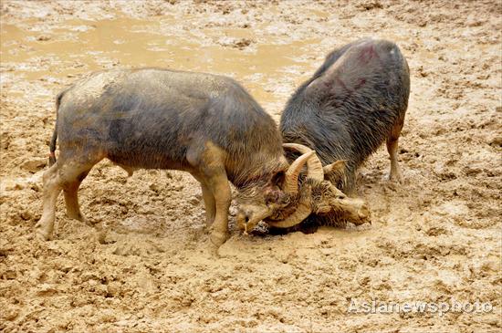 Bullfight to welcome Year of the Dragon