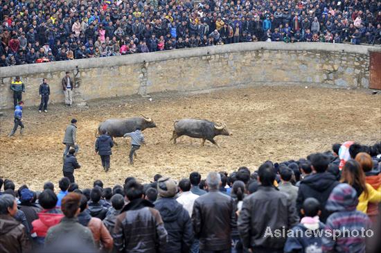 Bullfight to welcome Year of the Dragon