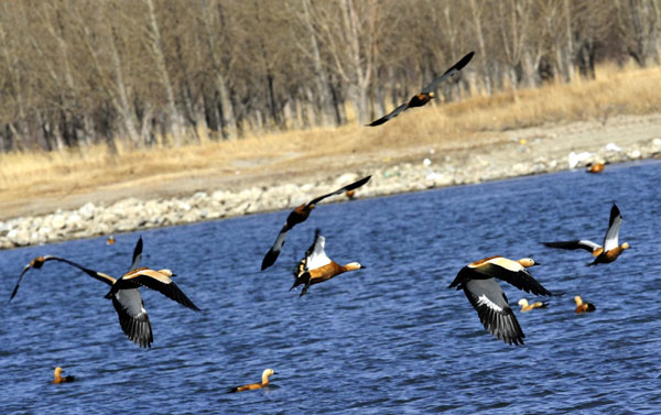 10% of China’s wetlands is in Tibet