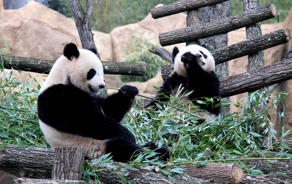 Chinese pandas begin new lives in France