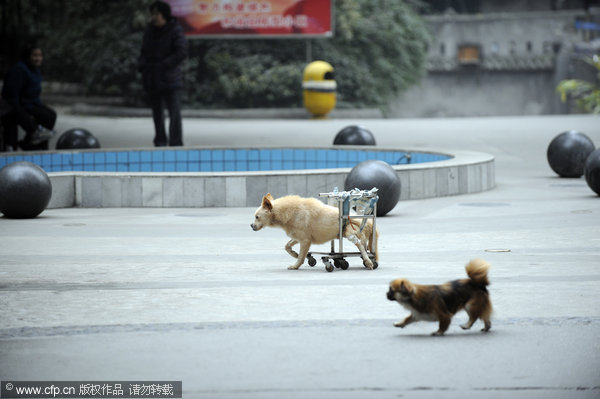 Accident leaves dog in wheelchair