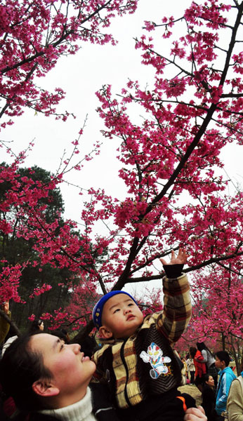 Cherry blossoms attract visitors in S China