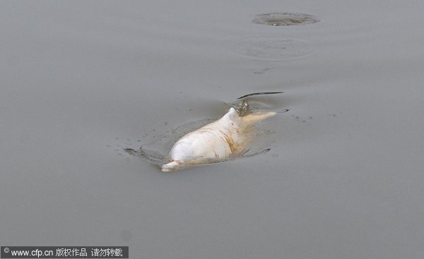 Endangered dolphin rescued in S China