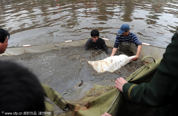 Endangered dolphin rescued in S China