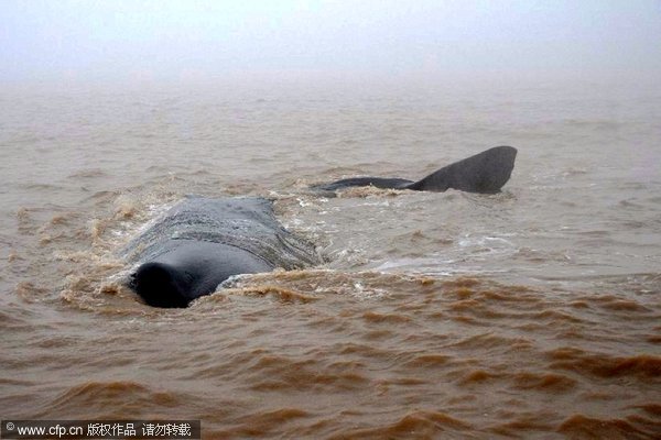 Stranded sperm whales die in East China