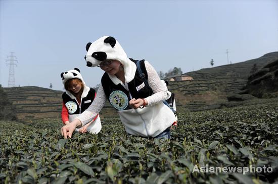 Panda fertilizer may help flavor pricey tea