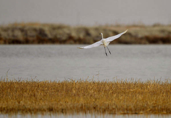 Spring migration for wild birds