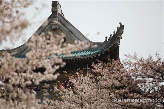 Cherry blossoms in full bloom in C China