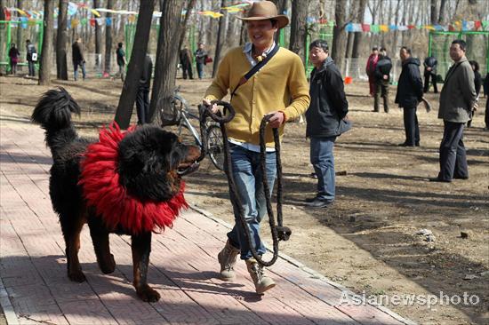Tibetan Mastiffs on show in Beijing