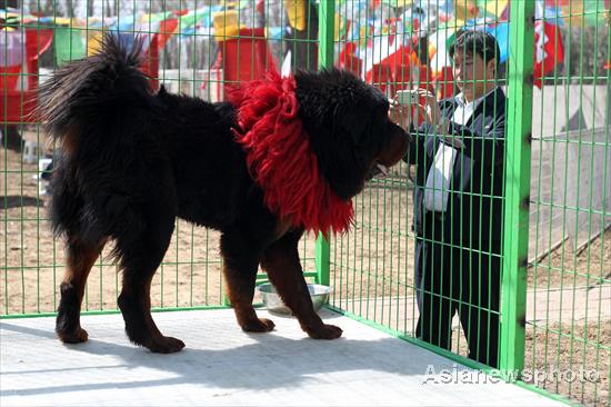 Tibetan Mastiffs on show in Beijing