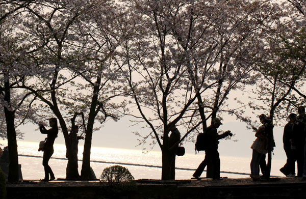 Cherry blossoms blooming on Taihu Lake