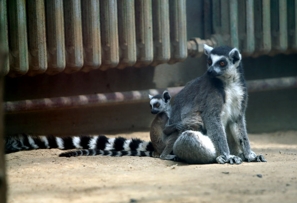 Newborns to make debut at Beijing Zoo