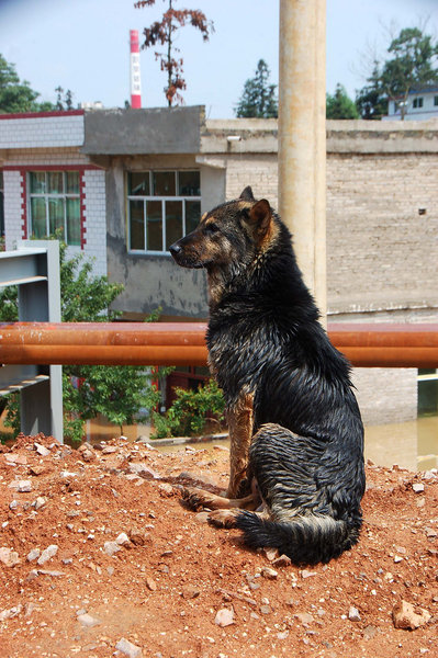 Mother loses pups in flood