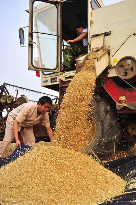 Harvest time for wheat farmers