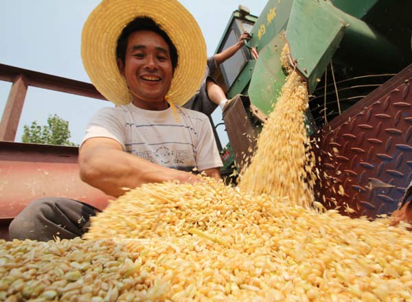 Harvest time for wheat farmers