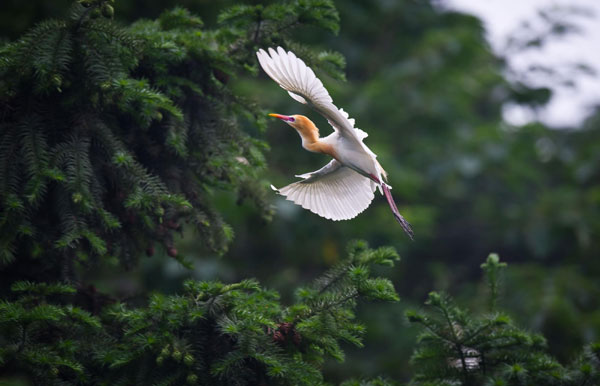 Egrets thrive in E China