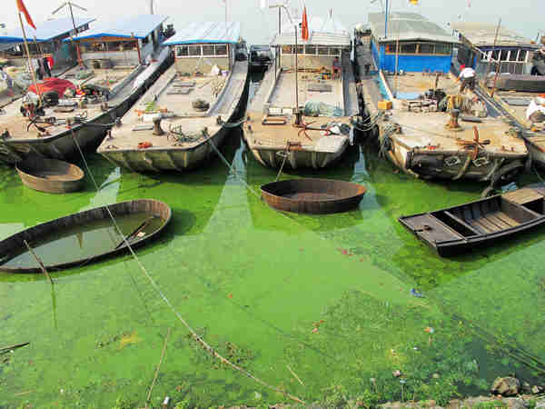 Blue-green algae gathers in E China lake