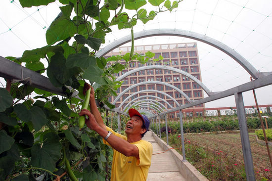 Roof vegetable garden in Zhejiang