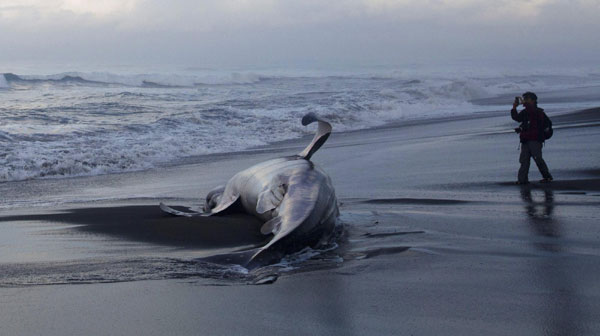 Whale shark dead on Indonesian beach