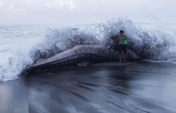 Whale shark dead on Indonesian beach