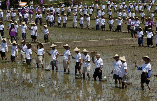 Taiwan farmers register rice planting Guinness record