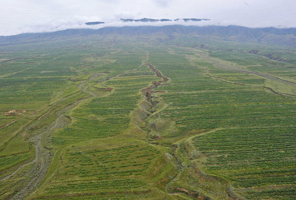 A green change in desert