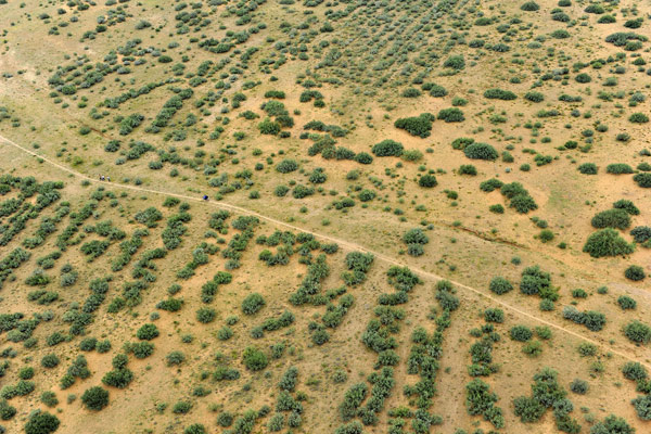 A green change in desert