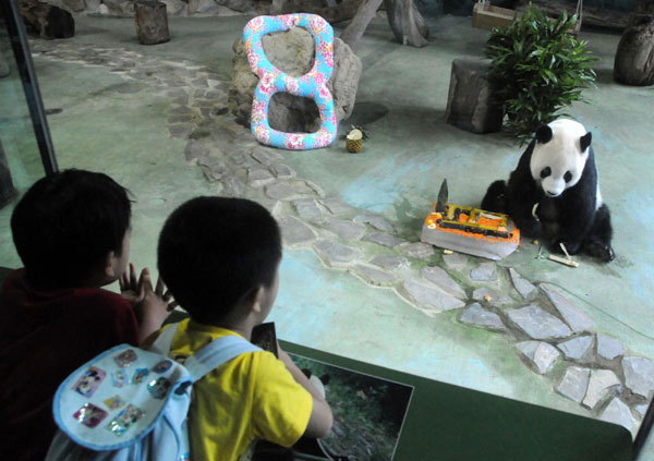 Pandas celebrate 8th birthday in Taipei