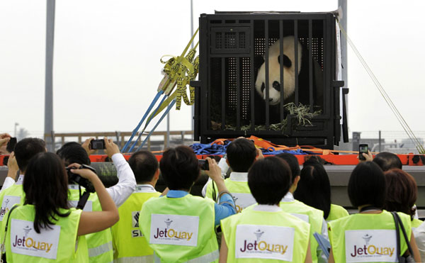 Chinese pandas arrive in Singapore