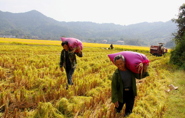 Jiangxi's grain output estimated to exceed record high