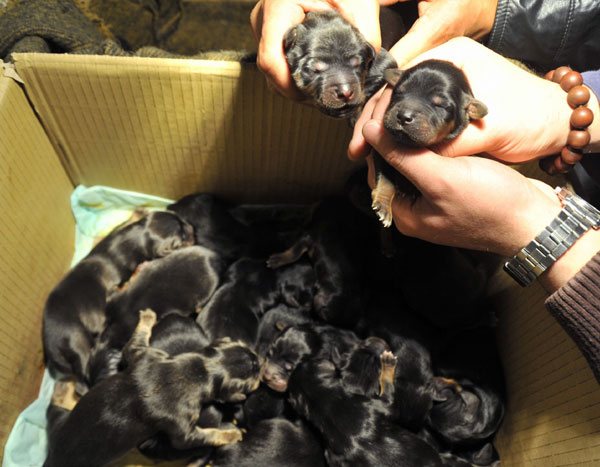 20 puppies a mastiff effort but no record