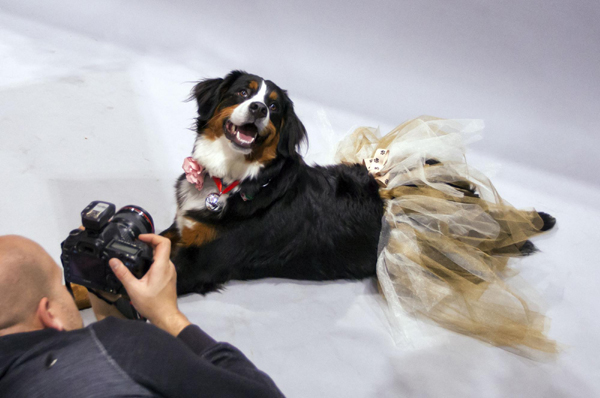 Dressed-up dogs at Winter Woofstock in Toronto