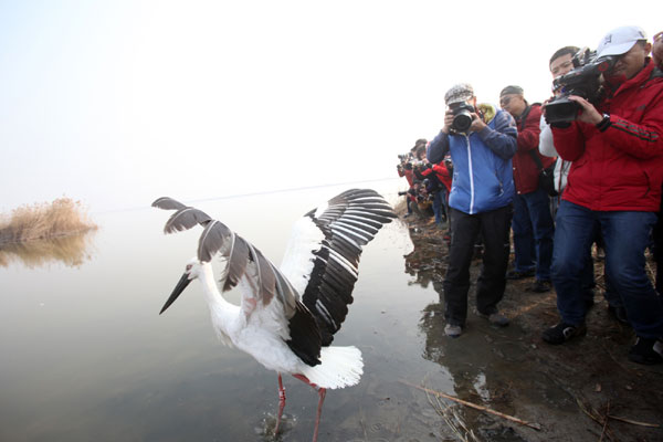 Rare storks set free after rescue